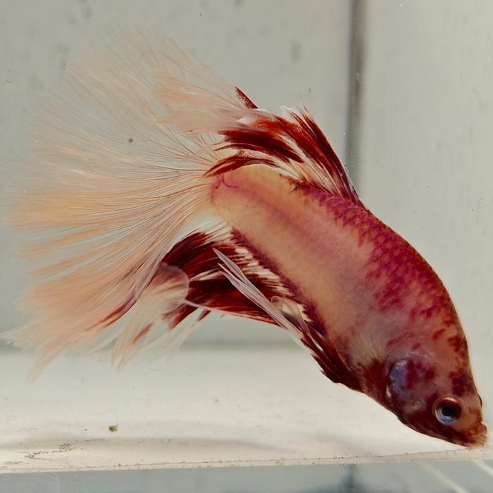 Betta splendens man 04, Dieren en Toebehoren, Vissen | Aquariumvissen, Vis