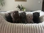 Britse korthaar , kleuren palet aan 🐱 kittens, Dieren en Toebehoren, Katten en Kittens | Raskatten | Korthaar, Meerdere dieren
