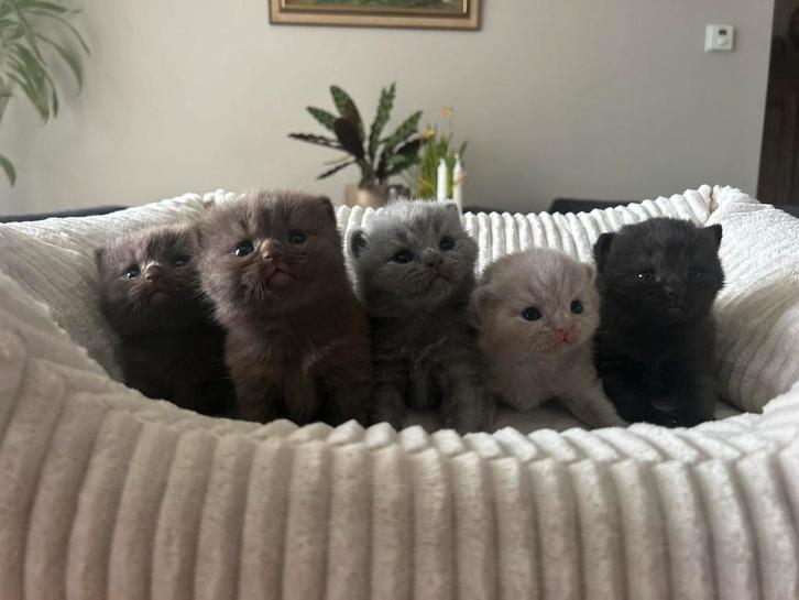 Britse korthaar , kleuren palet aan 🐱 kittens, Dieren en Toebehoren, Katten en Kittens | Raskatten | Korthaar, Meerdere dieren