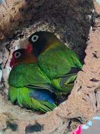 Lovebirds koppel, Dieren en Toebehoren, Meerdere dieren, Dwergpapegaai of Agapornis