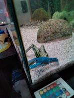 Blauwe florida kreeft, Dieren en Toebehoren, Vissen | Aquariumvissen, Vis