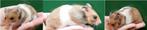 Kindvriendelyke syrische hamster goudhamster van hobbyfokker, Dieren en Toebehoren, Hamster, Augustus, Meerdere dieren, Tam