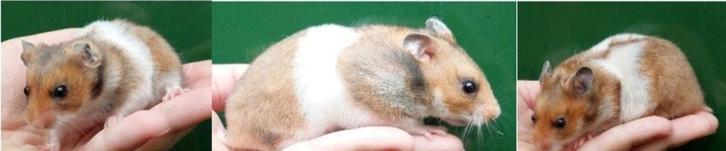 Kindvriendelyke syrische hamster goudhamster van hobbyfokker, Dieren en Toebehoren, Knaagdieren, Meerdere dieren, Hamster, Augustus