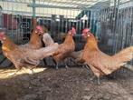 Te koop friese hoenders geel wit gepelde, Dieren en Toebehoren, Pluimvee, Vrouwelijk, Kip