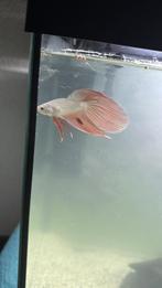 Betta / Kempvis - Dragon Scale Longfin, Dieren en Toebehoren, Vis
