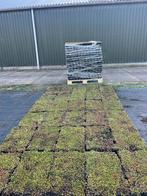 Sedum Direct van Kwekerij - Trays & Matten, Ophalen of Verzenden, Nieuw