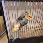 Agapornis Fischeri Euwing split ino, Meerdere dieren, Dwergpapegaai of Agapornis, Geringd