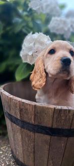 Engelse cockerspaniel x Boomer/poedel cockapoo pups, Dieren en Toebehoren, Honden | Retrievers, Spaniëls en Waterhonden, Overige rassen