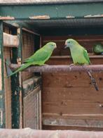 te koop een koppel barraband parkieten, Dieren en Toebehoren, Meerdere dieren, Parkiet, Geringd