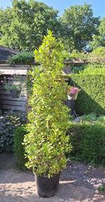 Eetbare laurierplant (Laurus nobilis), Ophalen, Volle zon, Vaste plant, Kruiden