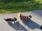 Bejaarde chihuahua’s herplaatsen (duo). Omgeving Leeuwarden, Dieren en Toebehoren, Honden | Chihuahua's en Gezelschapshonden, 6 jaar of ouder
