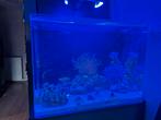 Zeeaquarium, Dieren en Toebehoren, Ophalen, Gevuld zeewateraquarium