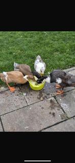 4 loop eend ( indische ) 2025, Mannelijk