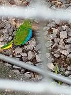turquoisini parkieten, Dieren en Toebehoren, Meerdere dieren, Parkiet