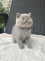 Schitterende Britse korthaar poesje, Dieren en Toebehoren, Katten en Kittens | Raskatten | Korthaar, Poes, Gechipt, 0 tot 2 jaar