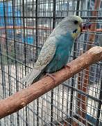 Jonge grasparkieten zo uit het blok, Dieren en Toebehoren, Vogels | Parkieten en Papegaaien, Meerdere dieren, Parkiet, Geringd