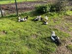 Muskuseenden, Dieren en Toebehoren, Pluimvee, Meerdere dieren, Eend