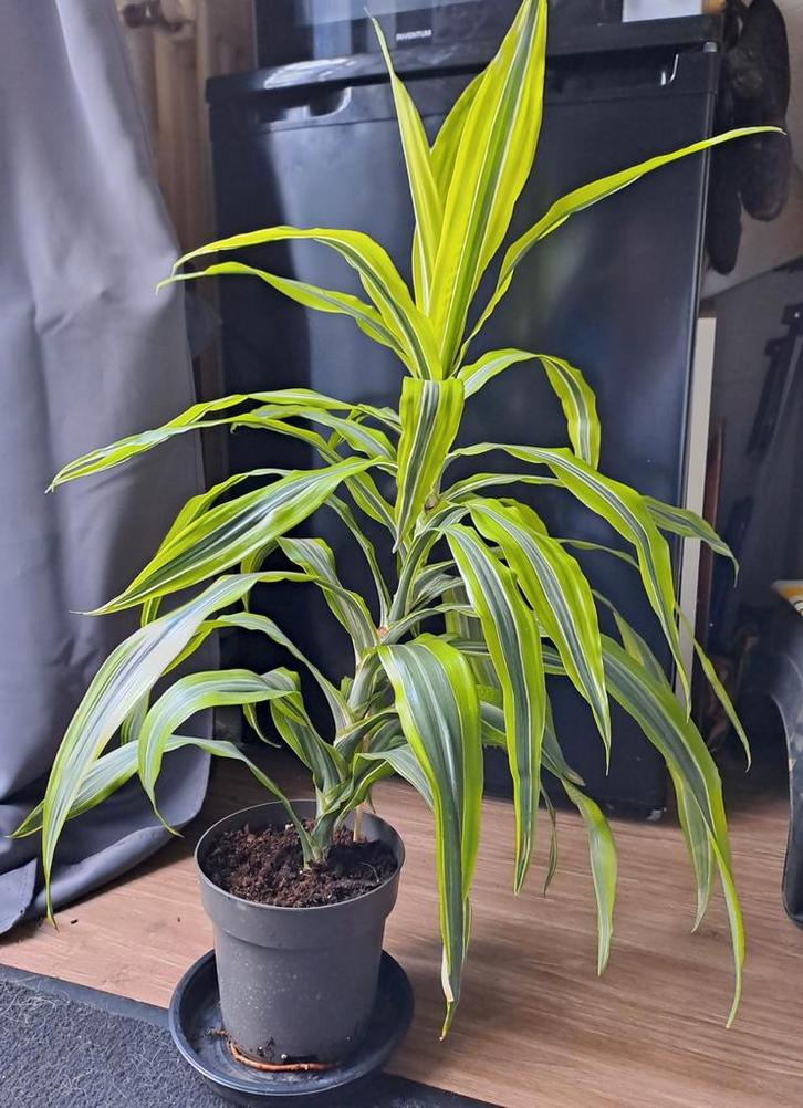 Dracaena fragrans 'Lemon Lime' mooie kamerplant OPHALEN, Tuin en Terras, Planten | Tuinplanten, Vaste plant, Overige soorten, Halfschaduw