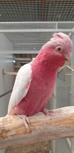 Onverwant Koppel Lutino Rose kaketoes, Meerdere dieren, Papegaai, Geringd