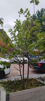 kersenboom met 3 soorten aan 1 boom, Overige soorten, 100 tot 250 cm, Zomer, Ophalen
