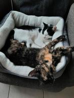 2 lieve binnenpoesjes (1jaar) (5-6maanden), Dieren en Toebehoren, Katten en Kittens | Overige Katten, Poes, Kortharig, 0 tot 2 jaar