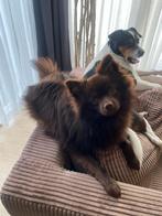 Dek reu - chocolade bruin pomeriaan, Dieren en Toebehoren, Honden | Dekreuen, België, Particulier, Rabiës (hondsdolheid), Reu