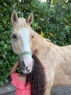 Zeer lieve recreatie c pony beginnerspony, Dieren en Toebehoren, Ruin, Springpony, C pony (1.27m tot 1.37m), 7 tot 10 jaar