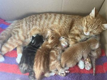 Lieve  Kittens 4 rode en een gevlekte kitten beschikbaar voor biedingen