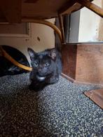 Boerderij kittens, Dieren en Toebehoren, Katten en Kittens | Raskatten | Korthaar, Meerdere dieren, Ontwormd, 0 tot 2 jaar