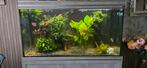 Aquatlantis fusion 120x50x70, Dieren en Toebehoren, Ophalen, Gebruikt, Gevuld zoetwateraquarium