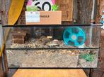 Hamster te koop, Dieren en Toebehoren, Knaagdieren, Mei, Mannelijk, Hamster