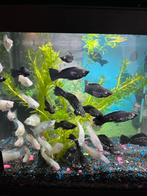 Black, white & Dalmatiër molly’s, Vis