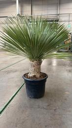 Yucca Rostrata 130cm, Ophalen, Zomer, Overige soorten, Volle zon