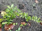 Blauwe regen, Tuin en Terras, Planten | Tuinplanten, Volle zon, Vaste plant, Lente, Ophalen
