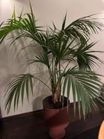 Kentia palm kamerplant, Groene kamerplant, Ophalen, Palm, 100 tot 150 cm