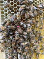Buckfast P0 Ameland 2025, Dieren en Toebehoren, Bijen