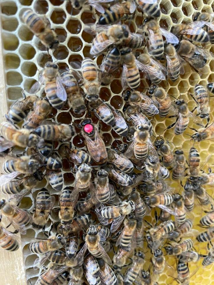 Buckfast P0 Ameland 2025 op 6 ramen, Dieren en Toebehoren, Insecten en Spinnen, Bijen