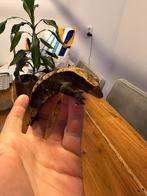 Wimpergekko moet nu weg ivm verhuizing, Dieren en Toebehoren, Hagedis