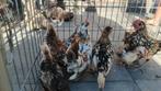 Serama en sebright hanen gratis, Dieren en Toebehoren, Pluimvee, Mannelijk, Kip