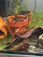 Ancistrus wildkleur, Vis, Zoetwatervis