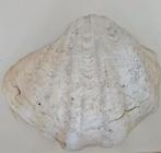 Reuze mosselschelp 29 x 23 cm, Ophalen