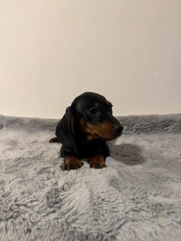 Teckel pups, dackel Zwergdackel Black, Dieren en Toebehoren, Honden | Teckels en Dashonden, Meerdere dieren, Korthaar, Dwerg, Fokker | Hobbymatig