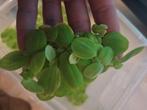 Aquarium plantjes, kikkerbeet, drijfplantjes tropisch, Ophalen, Nieuw, Plant(en), Steen of Hout