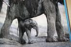 Steve Bloom Elephants 117 photographies couleurs, Ophalen of Verzenden, Gelezen, Natuur algemeen
