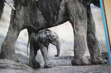 Steve Bloom Elephants 117 photographies couleurs beschikbaar voor biedingen