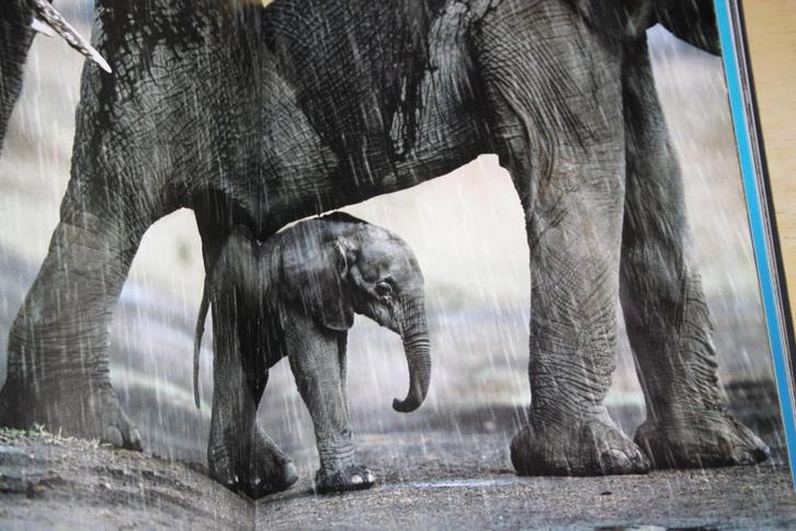 Steve Bloom Elephants 117 photographies couleurs, Boeken, Natuur, Gelezen, Natuur algemeen, Ophalen of Verzenden