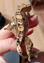 Wimpergekko man inktspot superdalmatian, Dieren en Toebehoren, Reptielen en Amfibieën, Hagedis, Tam, 0 tot 2 jaar