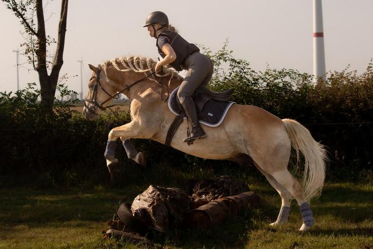 Bijrijder gezocht, Dieren en Toebehoren, Paarden en Pony's | Overige Paardenspullen, Dressuur, Ophalen of Verzenden