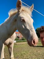 P.R.E. Veulens zie omschrijving, Dieren en Toebehoren, Ophalen, Nieuw