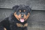 Rottweiler pups hier geboren, België, 8 tot 15 weken, Meerdere, Meerdere dieren